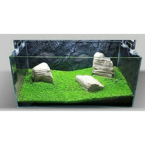 Jual Bibit  Benih Tanaman  Air Carpet Seed Aquascape 